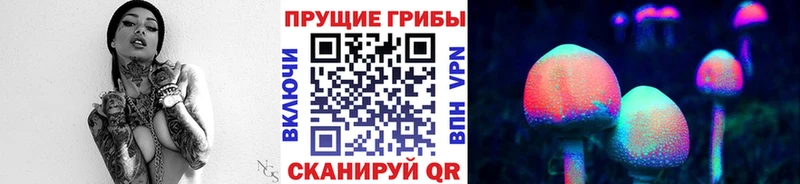 Псилоцибиновые грибы Psilocybe  Сосновый Бор 