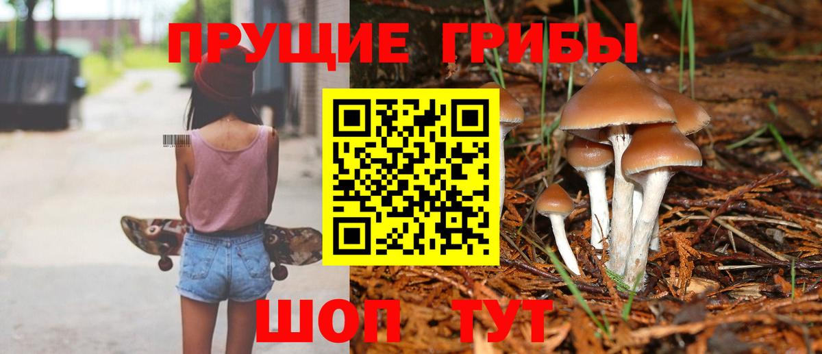 Псилоцибиновые грибы мицелий Сосновый Бор